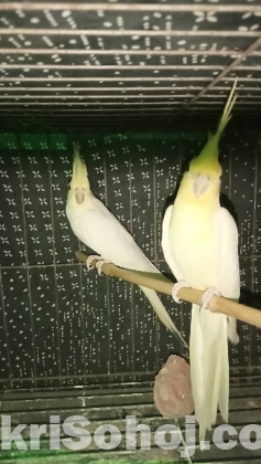 Lotino Cockatiel for sell